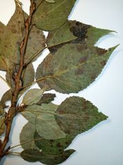 Populus × berolinensis
