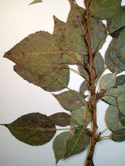 Populus × berolinensis
