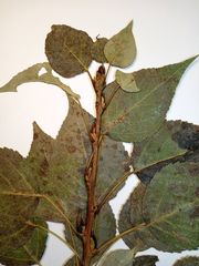 Populus × berolinensis