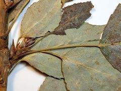 Populus × berolinensis