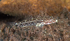 Istigobius decoratus