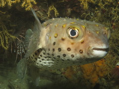 Cyclichthys spilostylus