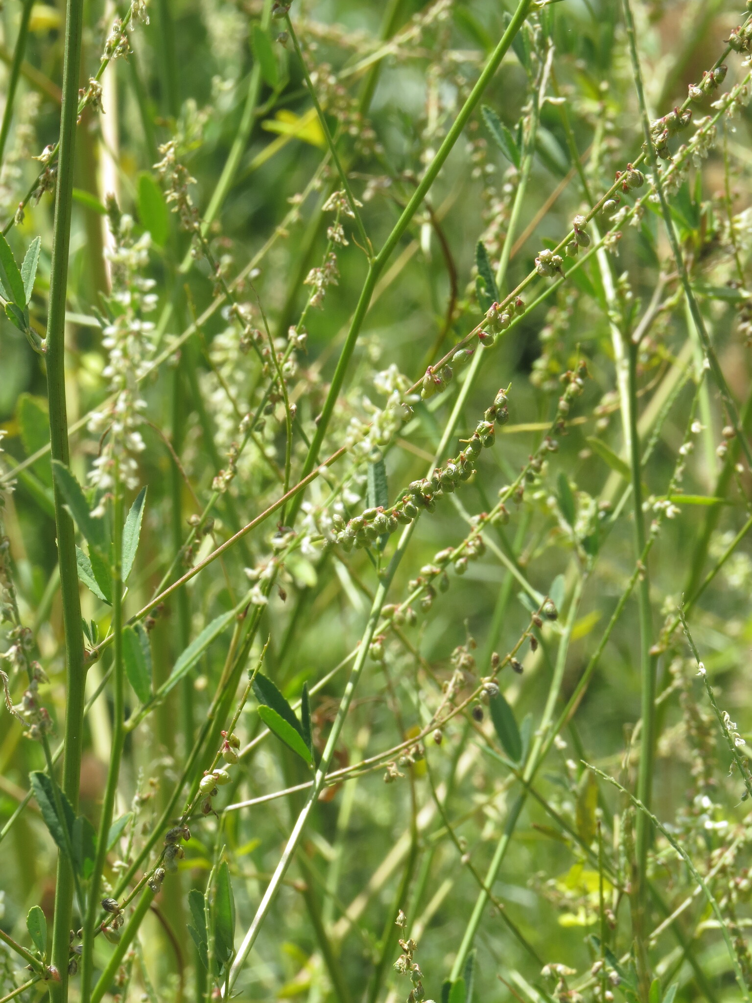 White sweetclover