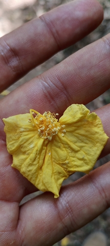 Swartzia simplex observed 2025-12-22