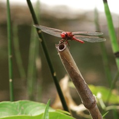Orthemis nodiplaga