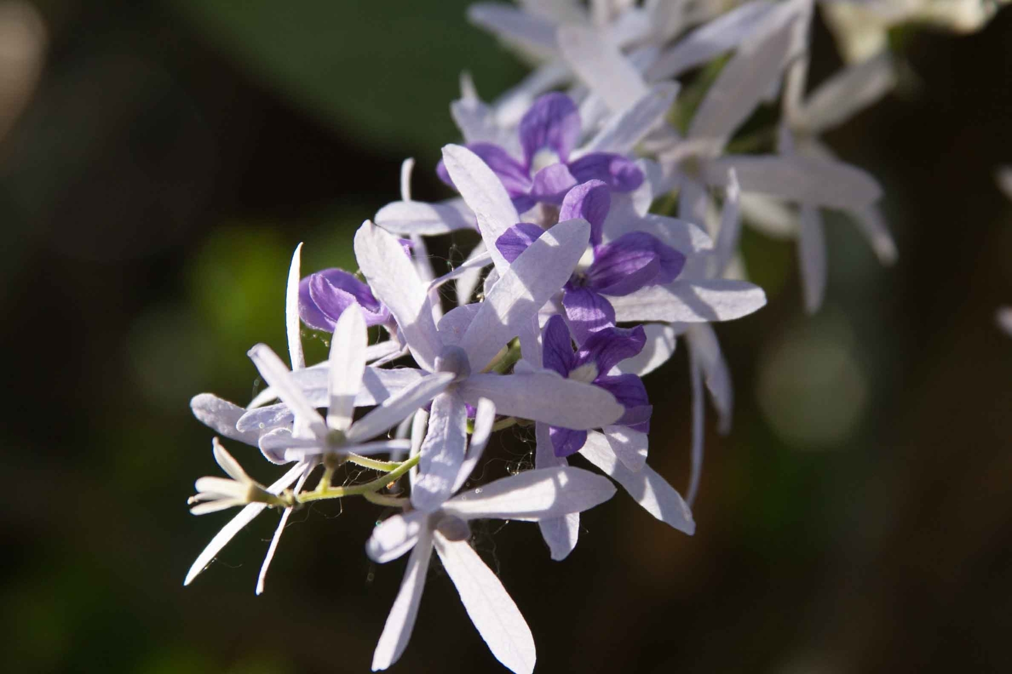 Petrea