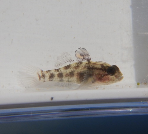 Crested goby (Lophogobius cyprinoides) — Gobiidae