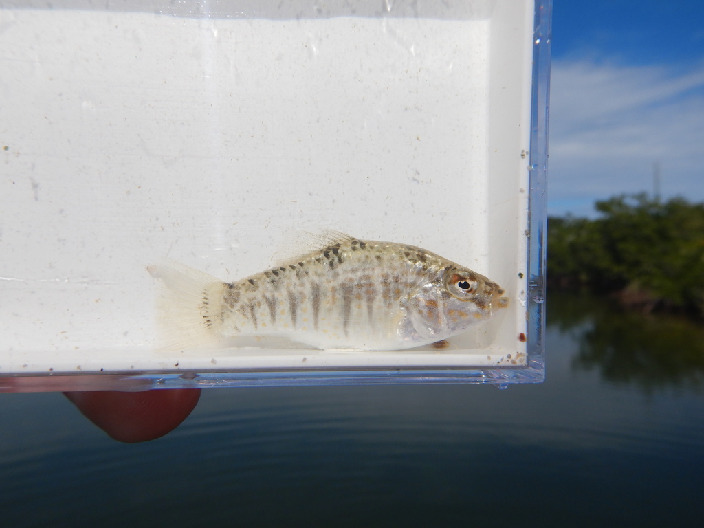 Goldspotted killifish (Floridichthys carpio) — Cyprinodontidae