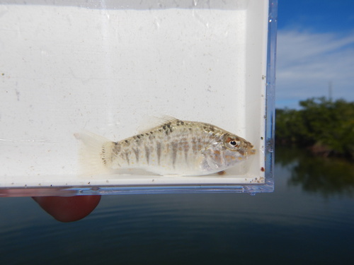 Goldspotted killifish (Floridichthys carpio) — Cyprinodontidae