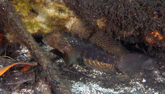Mud Reef-Goby photo 2