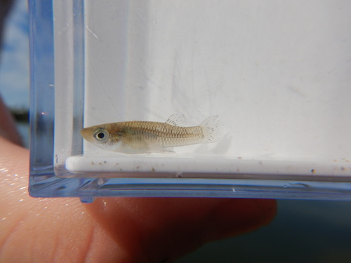 Mangrove gambusia (Gambusia rhizophorae) — Poeciliidae — 5