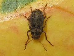 Araecerus