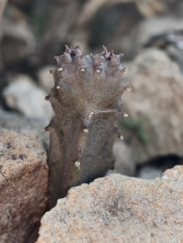 Apteranthes burchardii (Apteranthes burchardii)