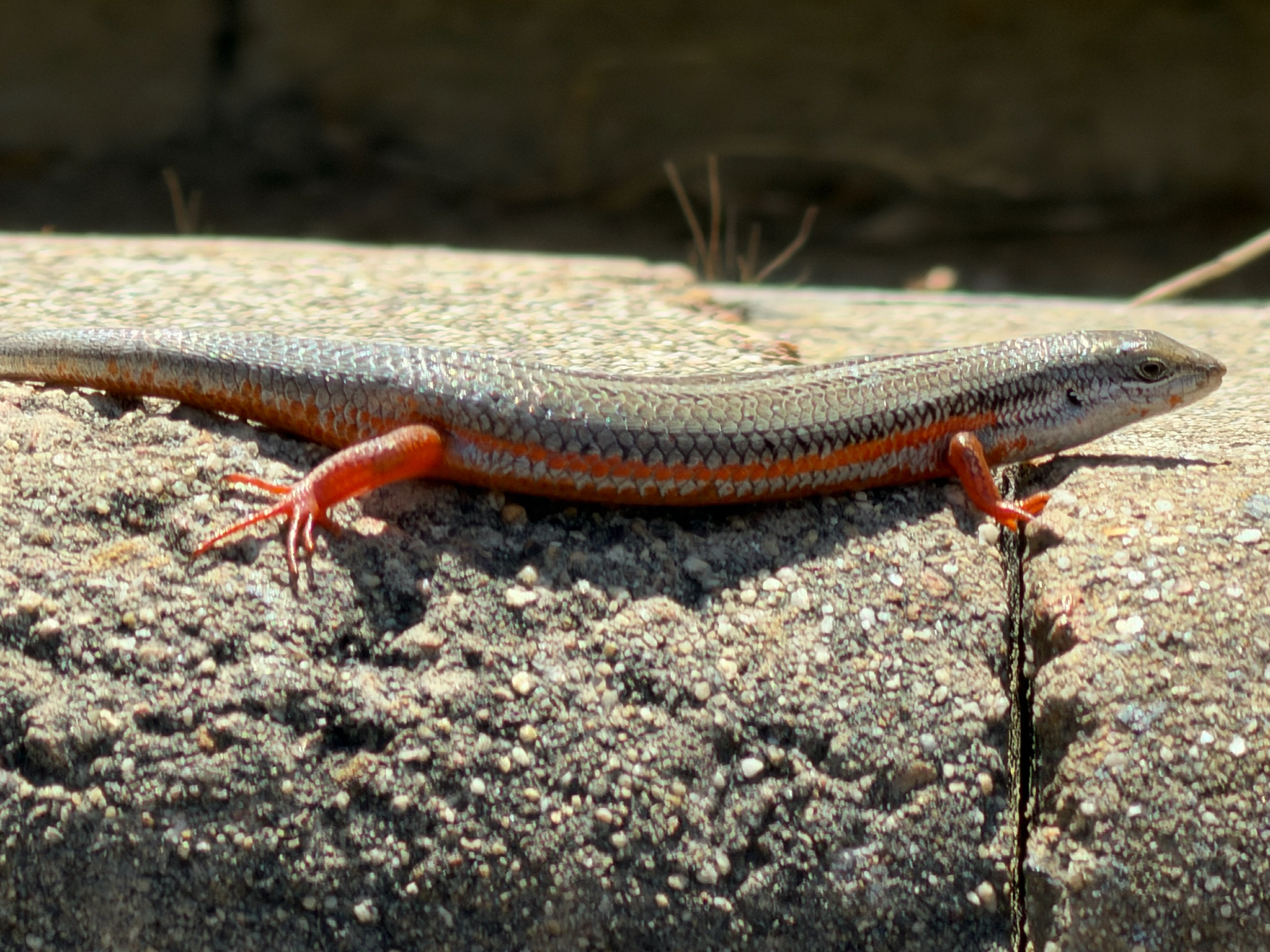 Trachylepis homalocephala (Wiegmann, 1828)