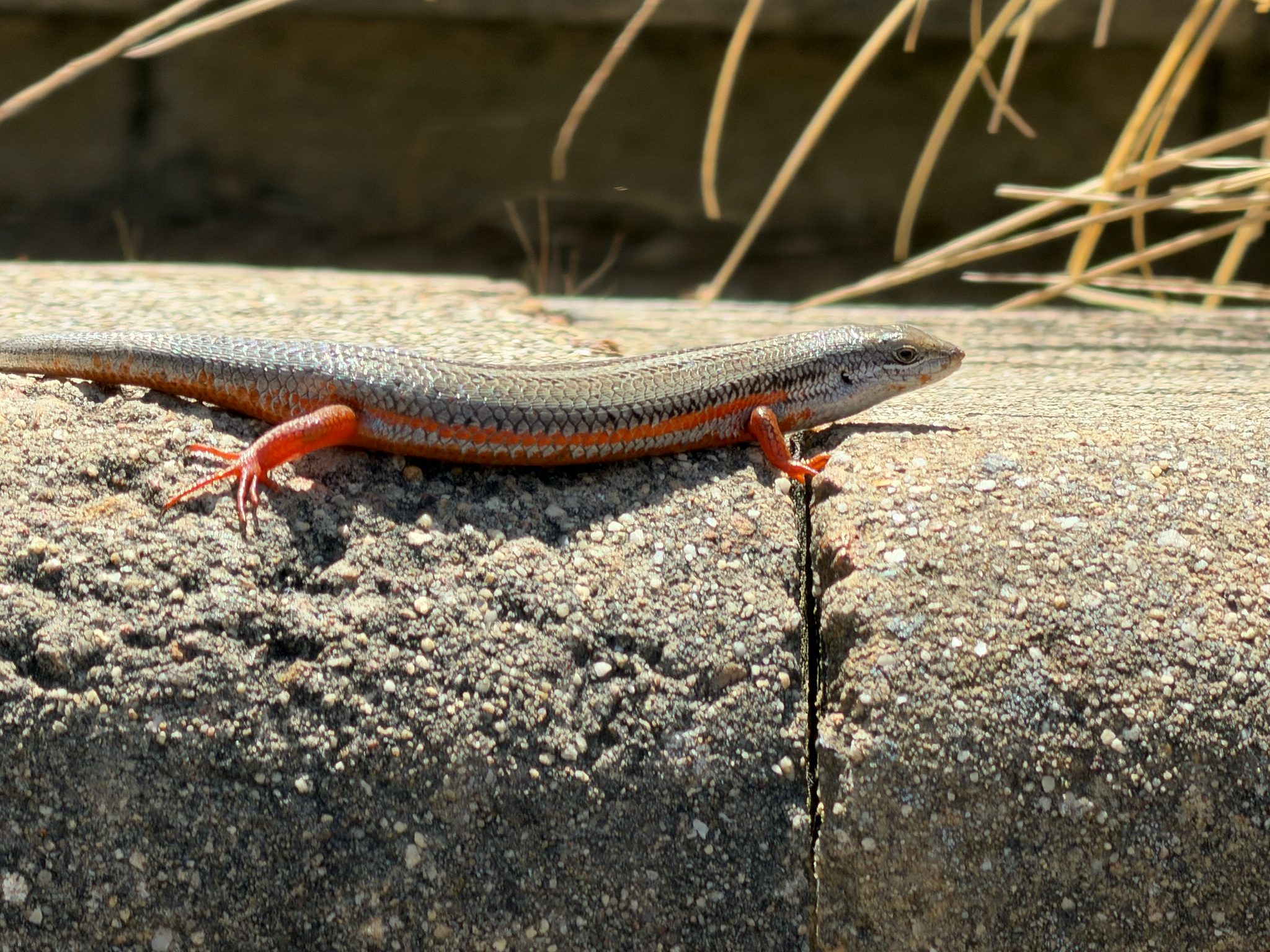 Trachylepis homalocephala (Wiegmann, 1828)