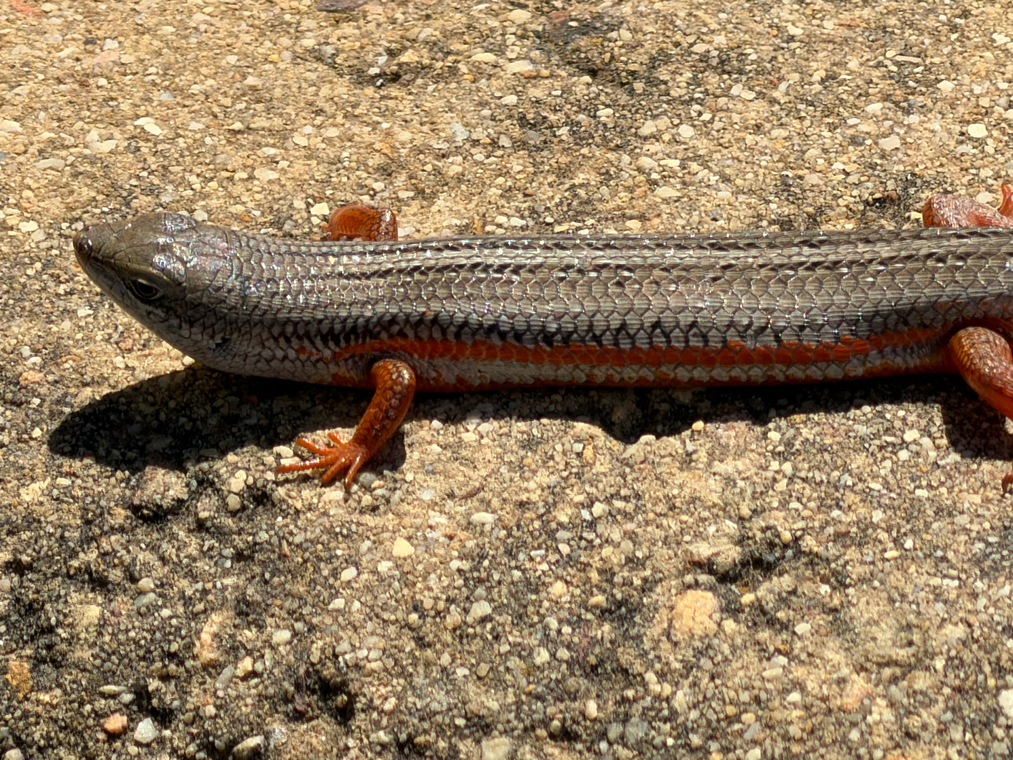 Trachylepis homalocephala (Wiegmann, 1828)