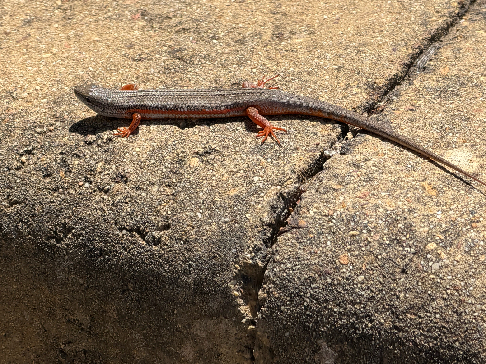 Trachylepis homalocephala (Wiegmann, 1828)