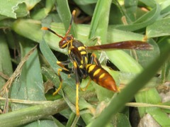 Polistes weyrauchorum
