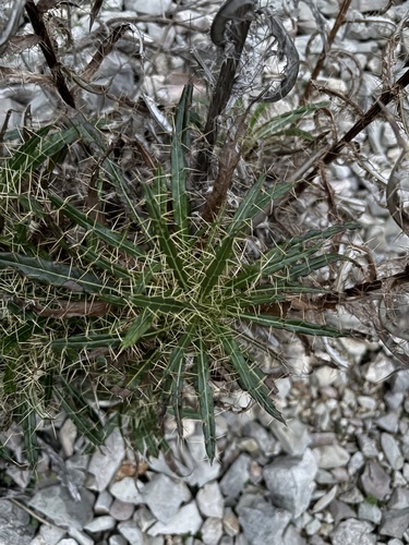Sardinian Ivory Thistle (Ptilostemon casabonae)