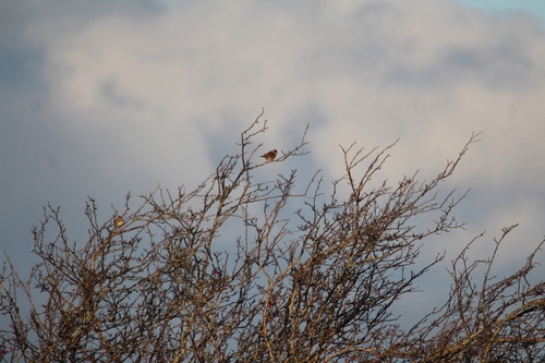 Common Reed Bunting (Emberiza schoeniclus), photo 4
