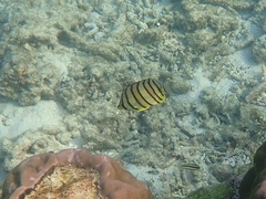 Chaetodon octofasciatus