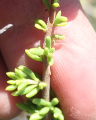 Selago glomerata