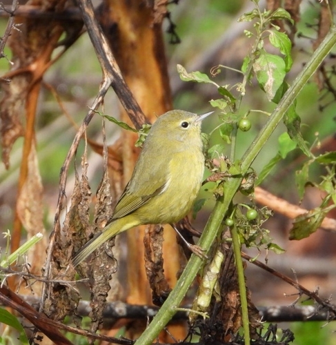 Orange-crowned Warbler (Leiothlypis celata)
