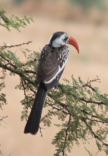 Western Red-billed Hornbill
