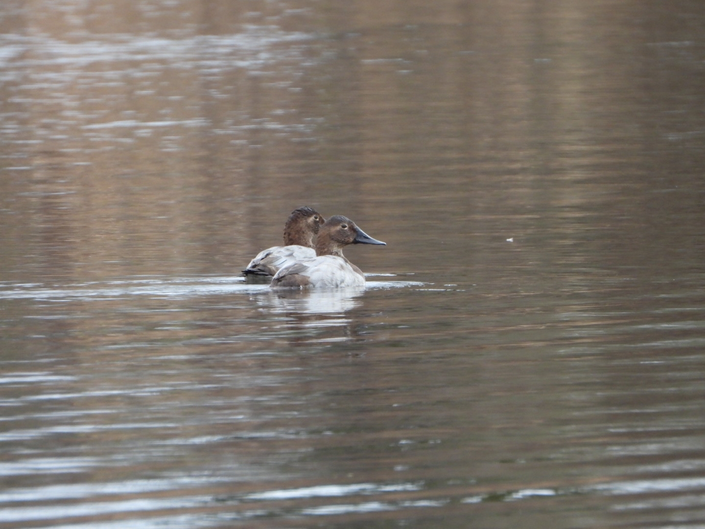 Canvasback (Aythya valisineria), photo 6