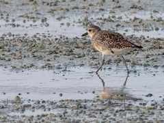 Pluvialis squatarola