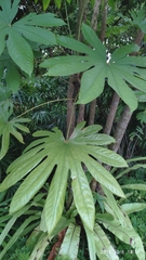 Osmoxylon novoguineense