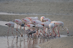 Phoenicopterus roseus