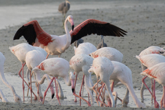 Phoenicopterus roseus