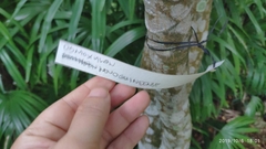 Osmoxylon novoguineense
