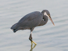 Egretta gularis