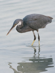 Egretta gularis