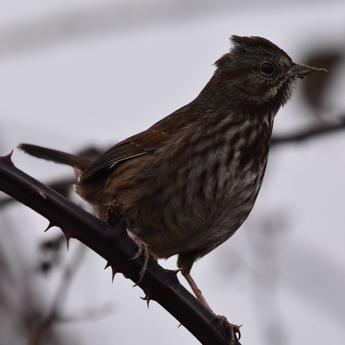Song Sparrow (Melospiza melodia), photo 7