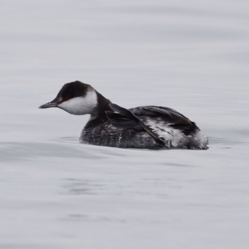 Horned Grebe (Podiceps auritus), photo 5