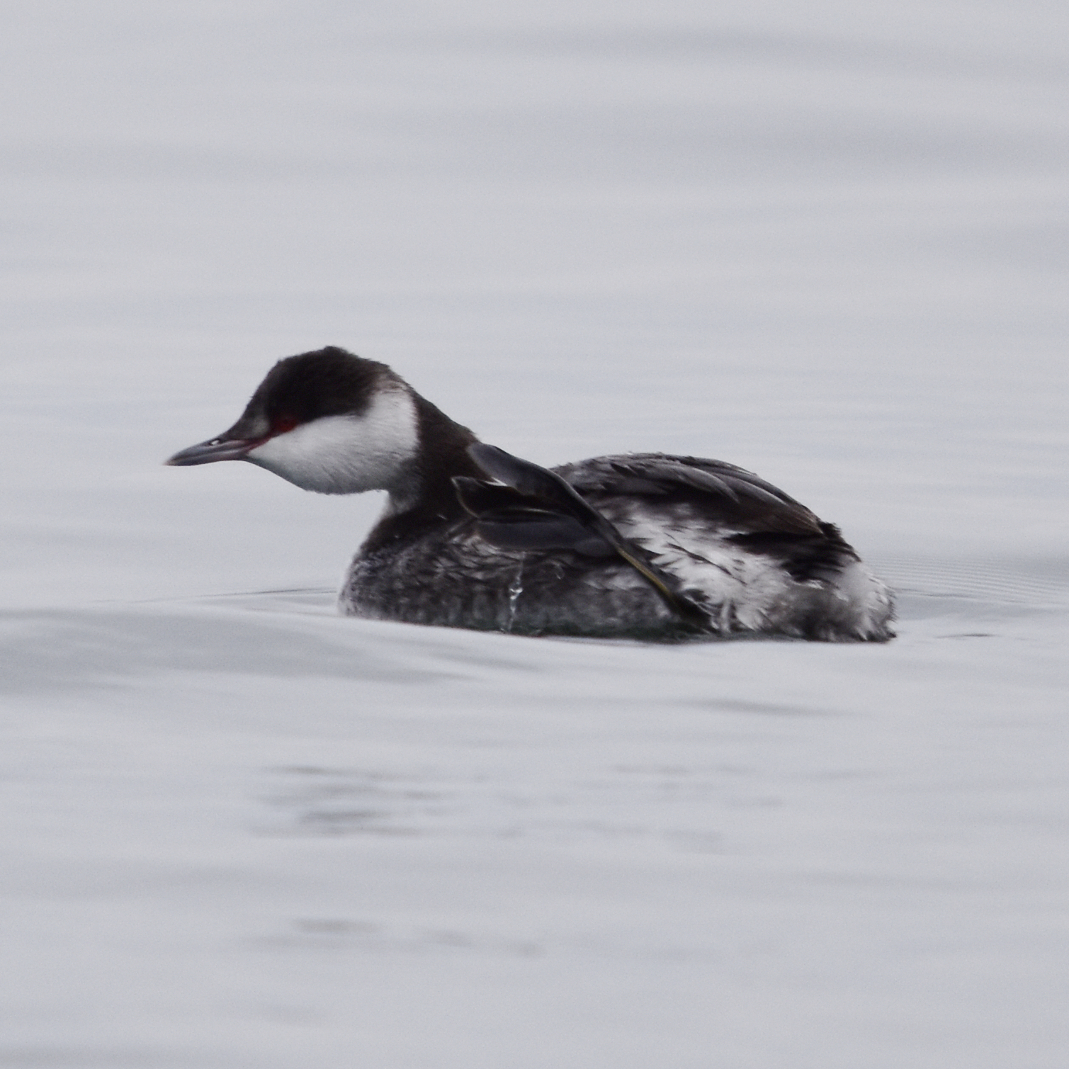 Horned Grebe (Podiceps auritus), photo 5