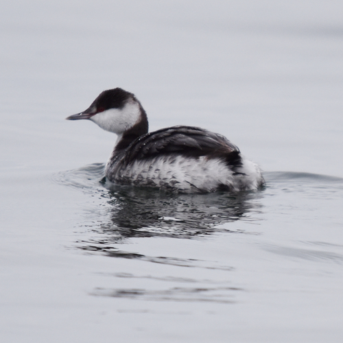 Horned Grebe (Podiceps auritus), photo 6