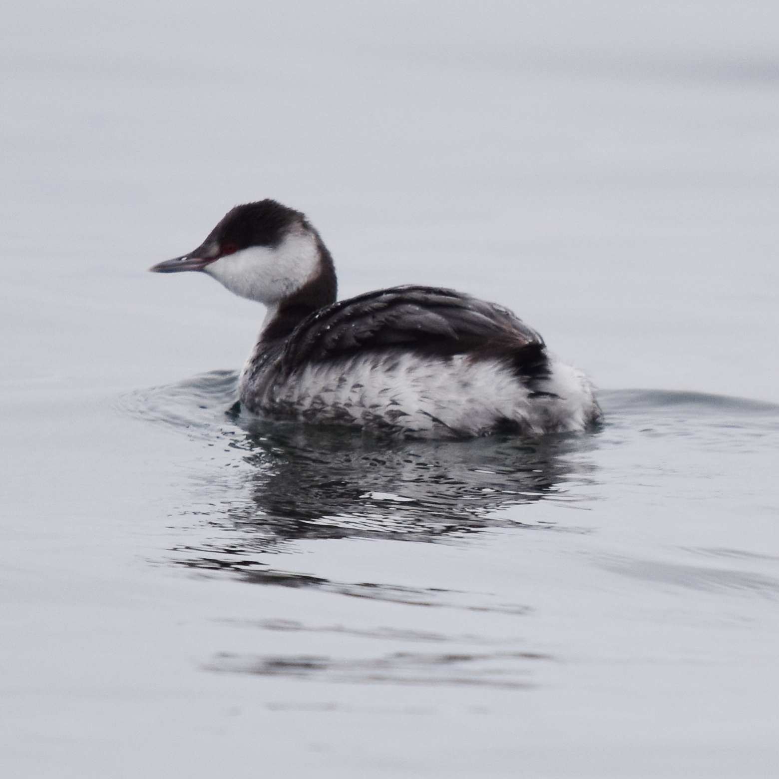 Horned Grebe (Podiceps auritus), photo 6