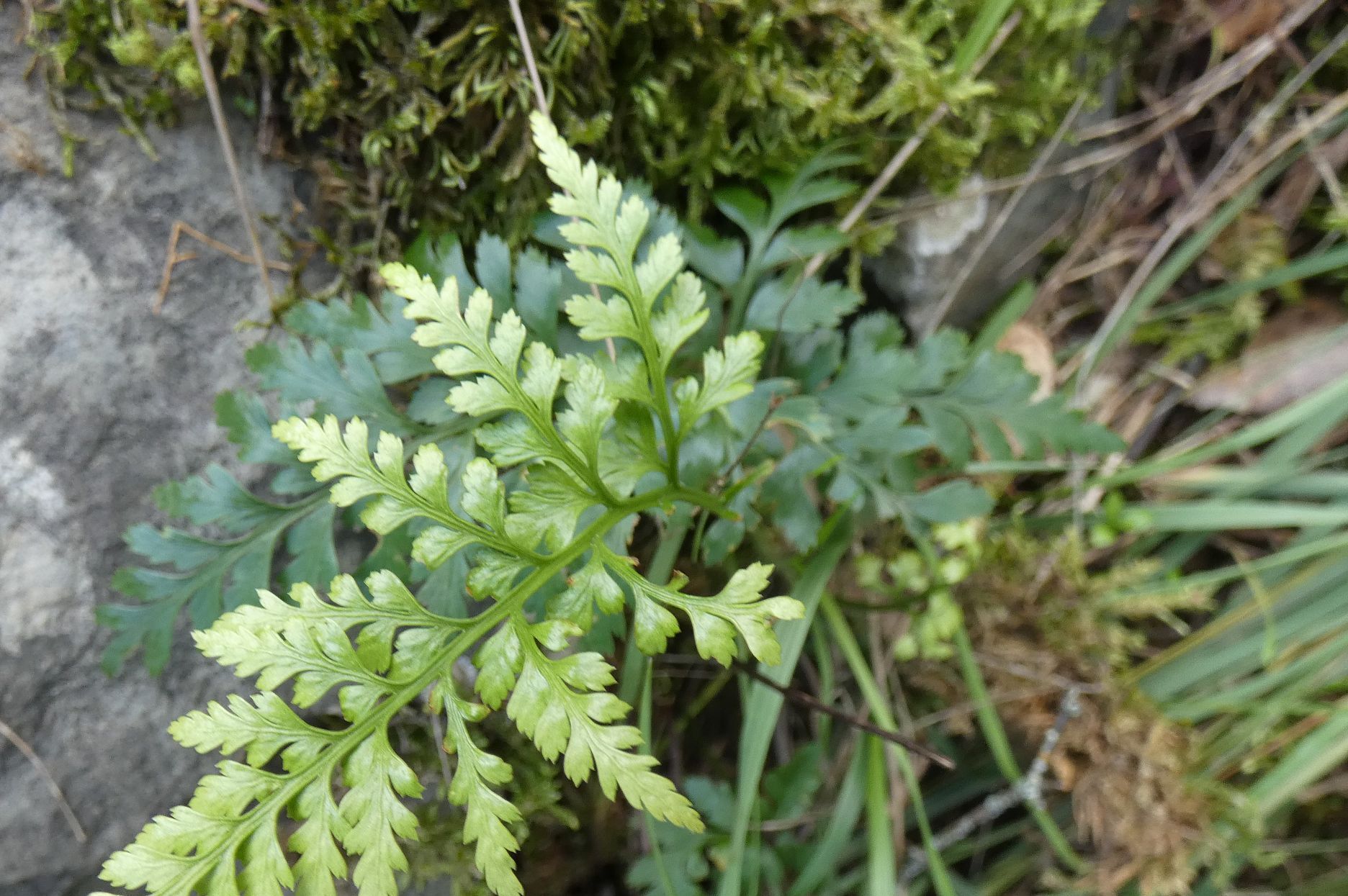 Doradilla