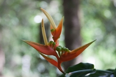 Heliconia aurantiaca