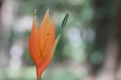 Heliconia aurantiaca