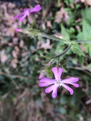 Silene dioica