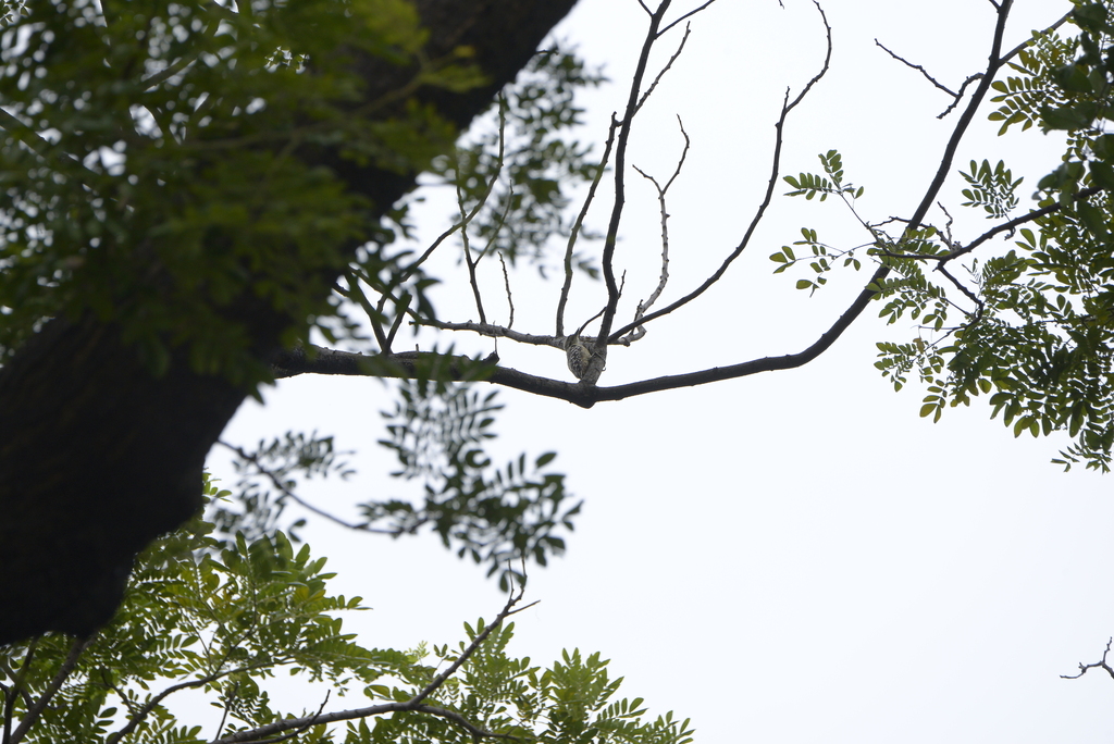 Sunda Pygmy Woodpecker (Yungipicus moluccensis)