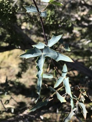 Berberis haematocarpa