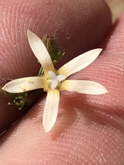 Wahlenbergia neorigida