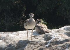 Esacus recurvirostris