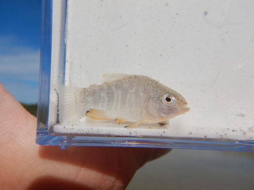 Sheepshead minnow (Cyprinodon variegatus) — Cyprinodontidae